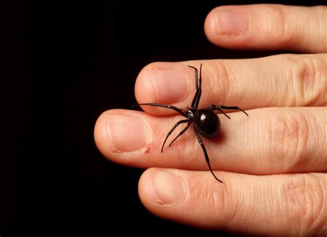 The Black Widow Curse: Unraveling the Mysteries of its Venomous Bite
